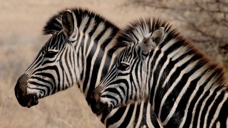 Zebras wallpaper