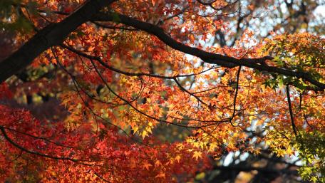 Vibrant Autumn Leaves in Nature's Embrace wallpaper