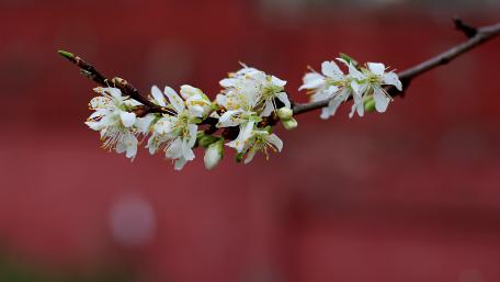 Spring Blossoms in Full Bloom wallpaper