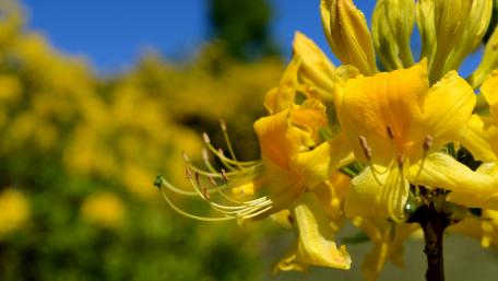 Bright Yellow Blooms in Nature's Embrace wallpaper