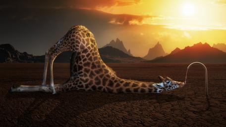 Thirsty Giraffe wallpaper