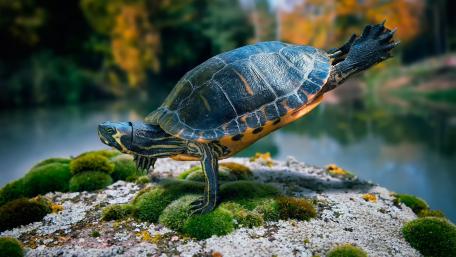 Acrobatic turtle wallpaper