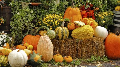 Pumpkin varieties wallpaper