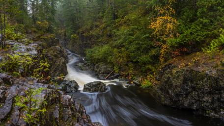 Forest stream wallpaper