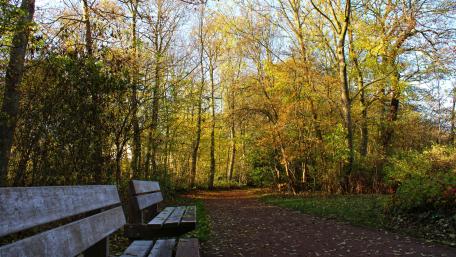 Park at fall wallpaper