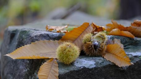 Chestnuts and autumn leaves wallpaper