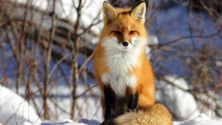 Winter Fox Majestic Beauty wallpaper