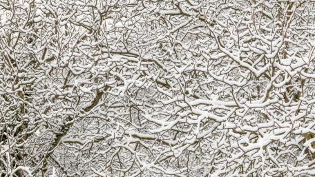 Snowy branches wallpaper