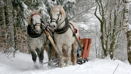 Horse drawn sleigh wallpaper