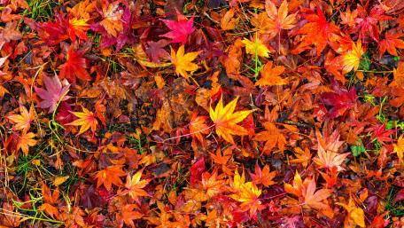 Red autumn leaves wallpaper