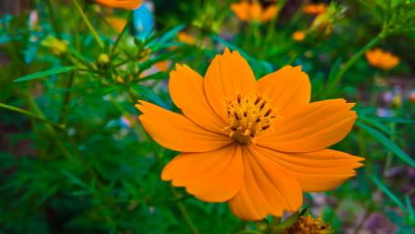 Orange Blossom Beauty in Bogor wallpaper