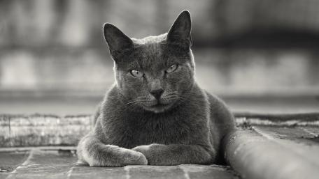Cat monochrome photo wallpaper