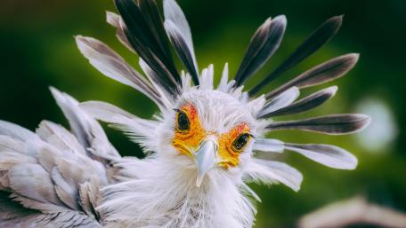 Secretarybird wallpaper