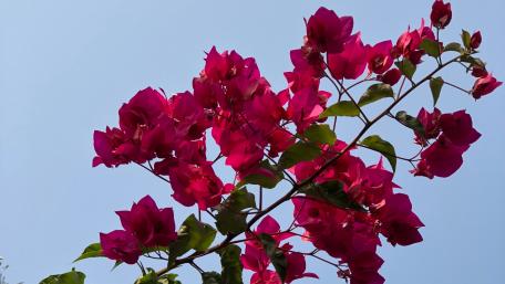 Pink Bougainvillea  captured in jungle wallpaper