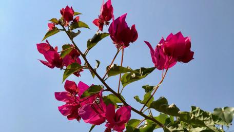Pink Bougainvillea wallpaper