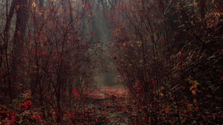 Autumn path wallpaper