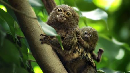 Monkey Baby in the Jungle Canopy wallpaper