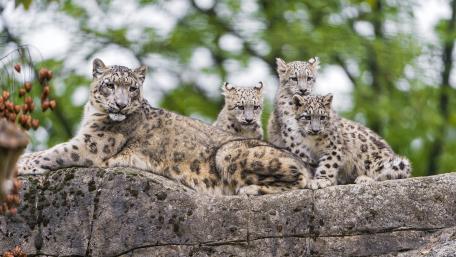 Snow leopard cubs wallpaper
