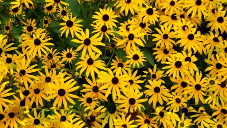 Black-eyed Susans wallpaper