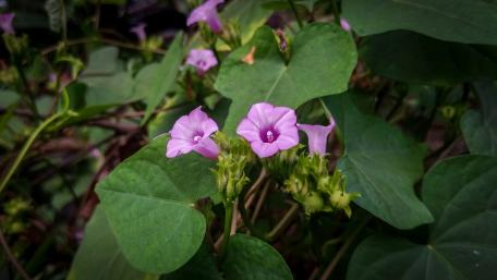 Wild flowers from Sri Lanka wallpaper