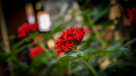 Flowers from Sri Lanka wallpaper