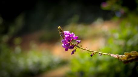 Wild flowers from Sri Lanka wallpaper