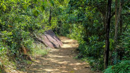 Path through the woods wallpaper