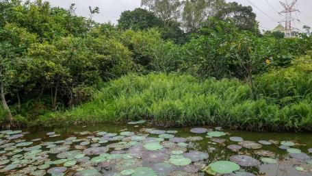 Wetlands of Diyatha park wallpaper