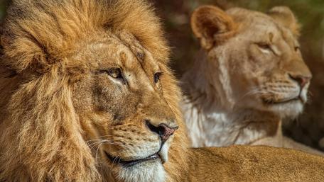 Lion and lioness wallpaper