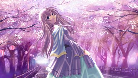 Cherry Blossom Serenade Amidst Spring's Embrace wallpaper