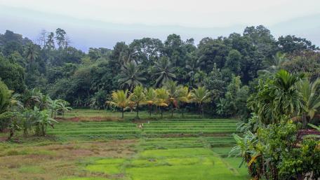 Paddy fields, Sri Lanka wallpaper