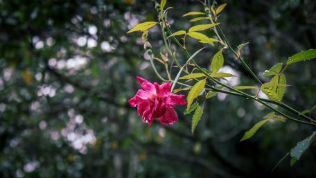 Wild rose after the rain wallpaper