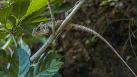 Lizard from Sri Lanka wallpaper