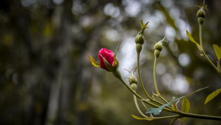Wild rose bud wallpaper