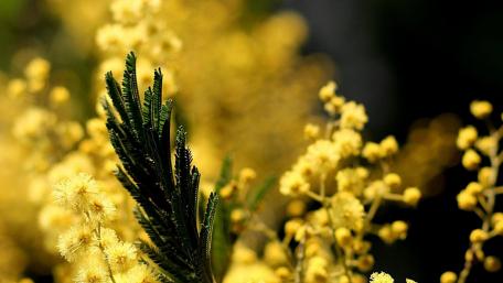 Yellow effect wallpaper