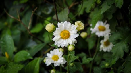 Daisy flowers wallpaper
