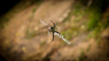 Golden orb weaver spider wallpaper