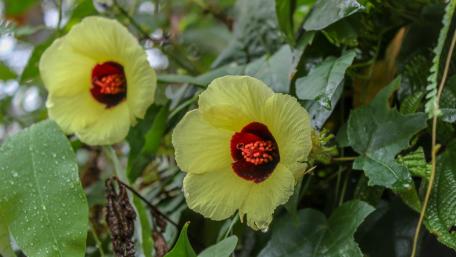 Wild hibiscus wallpaper