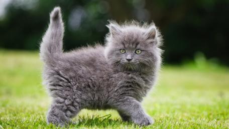 Fluffy kitten wallpaper