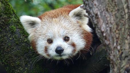 Red Panda wallpaper