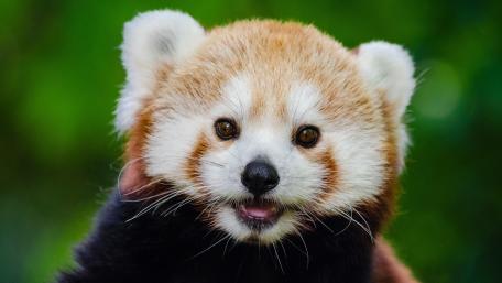 Young Red Panda Face wallpaper