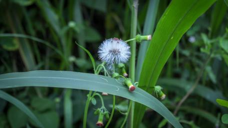 Dandelion from Sri Lanka wallpaper