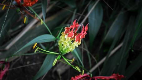 Fire Lily from Sri Lanka wallpaper