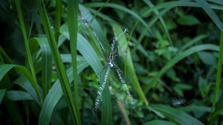 Gloden orb weaver spider wallpaper