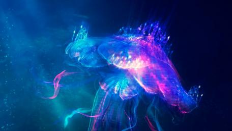 Illuminating Jellyfish wallpaper