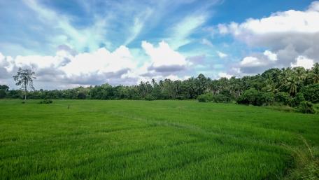 Paddy fields in Sri Lanka wallpaper