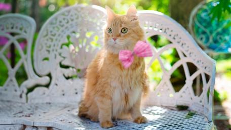 Elegant Cat on a Garden Bench wallpaper