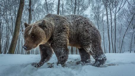 Snowy bear wallpaper