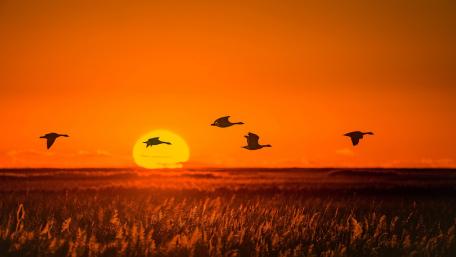 Mallards in the sunset wallpaper
