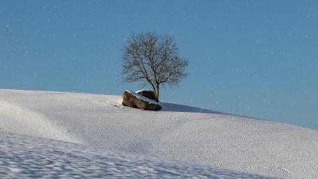 Lonely Tree wallpaper